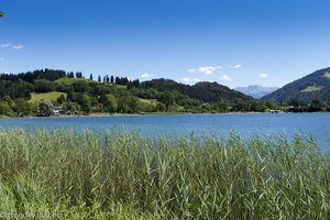 Schilfgürtel am Großen Alpsee im Allgäu