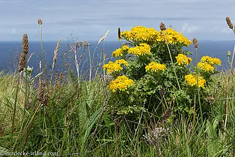 Leuchtende Blüten über dem Meer