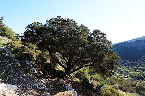 Juniperus phoenica
