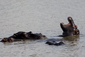 Bootsafari Hippos and Crocodiles