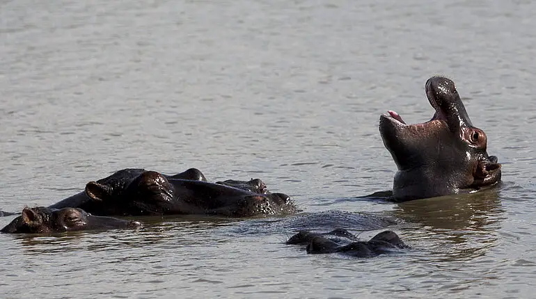 Bootsafari Hippos and Crocodiles