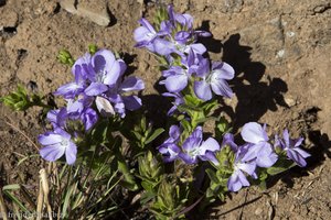 Blumen beim Tugela Gorge Trail im Royal Natal NP