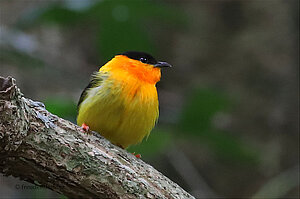 Orange-Collared Manakin im Carara Nationalpark