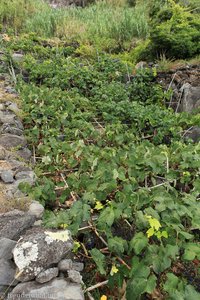 Weinreben in Rocha do Cascalho