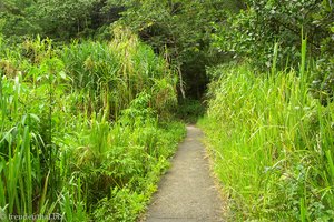 Weg zum Wasserfall bei Jarabacoa