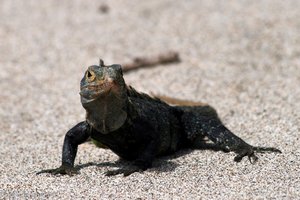 Leguan am Strand vom Nationalpark Manuel Antonio