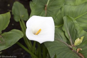 Calla auf dem Grand Sable