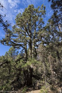 Riesige alte Pinien - Los nueve Pinos gordos