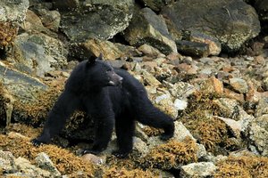 Wo sind die Muscheln? Schwarzbär beim Clayoquot Sound