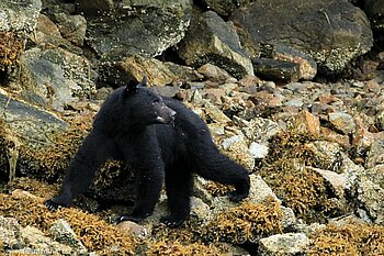 Wo sind die Muscheln? Schwarzbär beim Clayoquot Sound