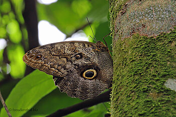 Ein Schmetterling im Sloth Park