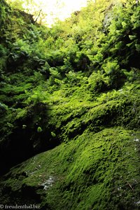 mit Farn und Moos überwachsene Felswände der Algar do Carvao