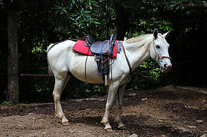 Sehr gepflegte Pferde beim El Tigre Reserve