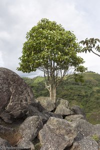 Baum auf Felsen beim Aussichtspunkt La Chaquira in Kolumbien.