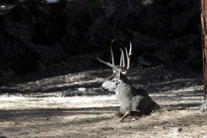 Hirsch im Yosemite Nationalpark
