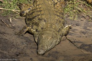 ein Nilkrokodil bei der Bootsafari Hippos and Crocodiles