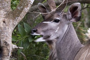 Kudu im iSimangaliso Wetland Park von St. Lucia