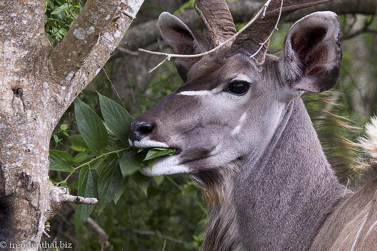 Kudu im iSimangaliso Wetland Park von St. Lucia Kudu im iSimangaliso Wetland Park von St. Lucia