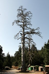 die leider abgestorbene Cedre Gouraud im Nationalpark Ifrane