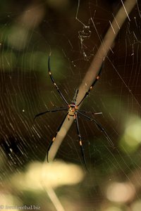 Spinne im Wald beim Chiew-Lan-See