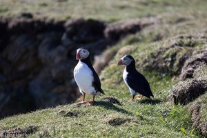 Papageitaucher am Sumburgh Head