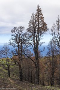 Feuersbrünste - die Gefahren auf der Insel La Palma