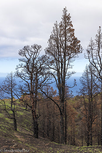 Feuersbrünste - die Gefahren auf der Insel La Palma Feuersbrünste - die Gefahren auf der Insel La Palma