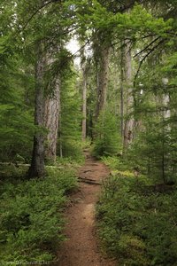 Trail zum Helmcken Falls South