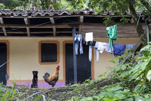 Ein Gockel vor einer Hütte in Kolumbien.