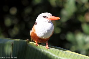 Kapverdischer Eisvogel