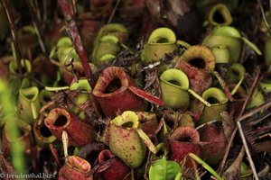 Kannenpflanzen auf Borneo