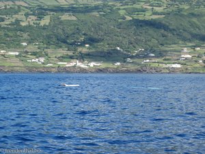 Rundköpfige Delfine (Grampus griseus) vor der Azoren-Insel Pico