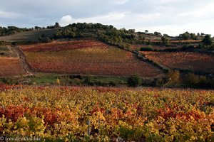 in Rot- und Gelbtönen leuchtet das Weinlaub