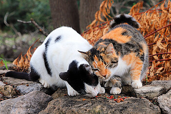 Katzenfütterung bei der Kirche Agia Kyriaki