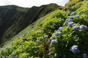 mit Hortensien bewachsene Seite der großen Caldeira von Faial