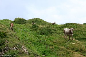 Pferde- und Rinderweide bei der Alp Oberchäseren