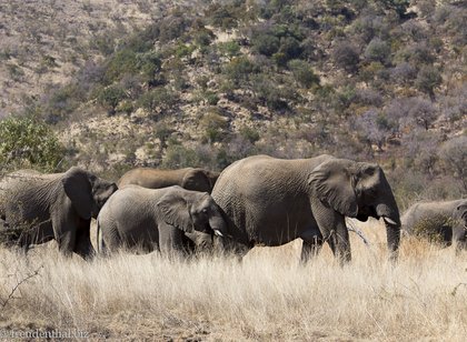Elefanten im Nationalpark Pilanesberg