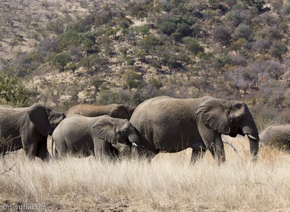 Elefanten im Nationalpark Pilanesberg