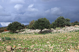 Olivenbäume und düstere Wolken - Pegeia Forest