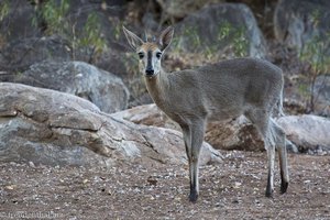 Grauducker in der African Extreme Safaris bush lodge