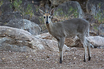 Grauducker in der African Extreme Safaris bush lodge