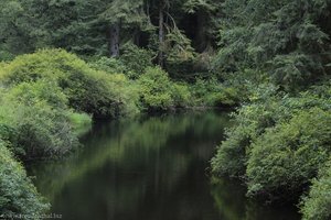 Rückfahrt durch den Wald zur Hidden Cove Lodge