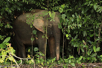 Im Wald steht eine ganze Herde an Borneo-Elefanten