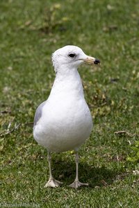 Möwe auf Liberty Island