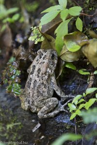 Frosch beim Flusstal des Bras Rouge