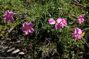 Steinnelke (Dianthus sylvestris)