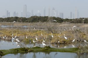 Wasservögel vor Dubai