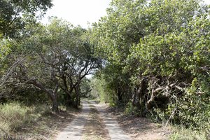 Sumpf des iSimangaliso Wetland Park bei St. Lucia