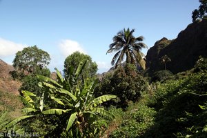 Plantagen bei Gongon auf den Kapverden