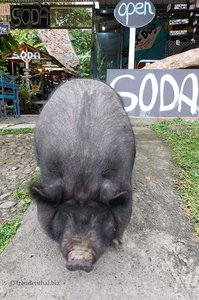 Ein Schwein in einem Soda bei La Fortuna